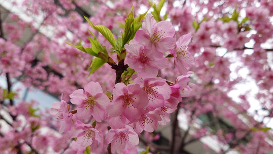 河津桜