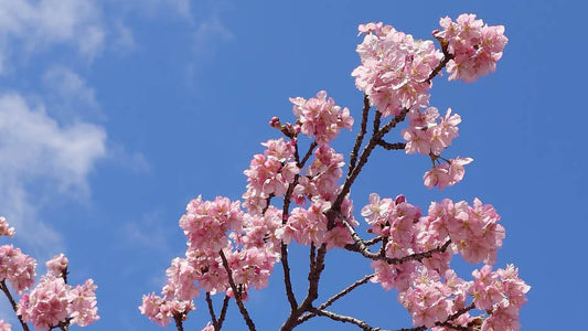 八重桜?