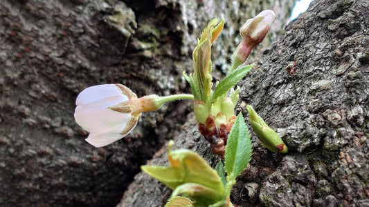 胴吹き桜