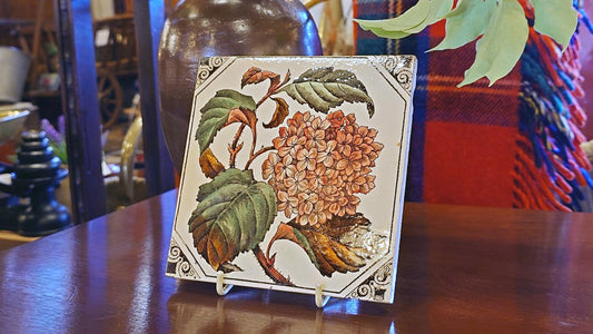 紫陽花が見ごろということで